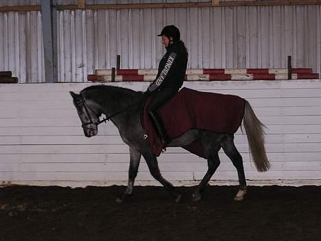 New Forest Moonlight - Til ridning i ridehuset billede 11