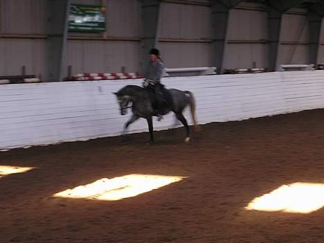 New Forest Moonlight - Karina rider billede 12