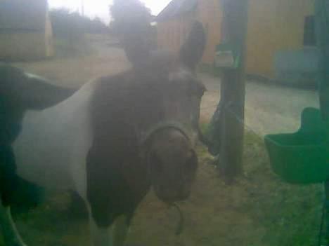 Anden særlig race Whisky(Døde d. 28 okt 05) - Whisky på fold (tagetn med mobil) billede 9