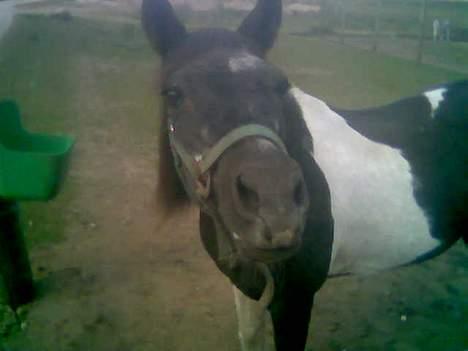 Anden særlig race Whisky(Døde d. 28 okt 05) - Har du noget til mig?? (taget med mobil) billede 10