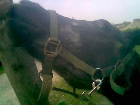 Anden særlig race Whisky(Døde d. 28 okt 05) - ææææh gi mig gi mig gi mig! (Taget med mobil) billede 11