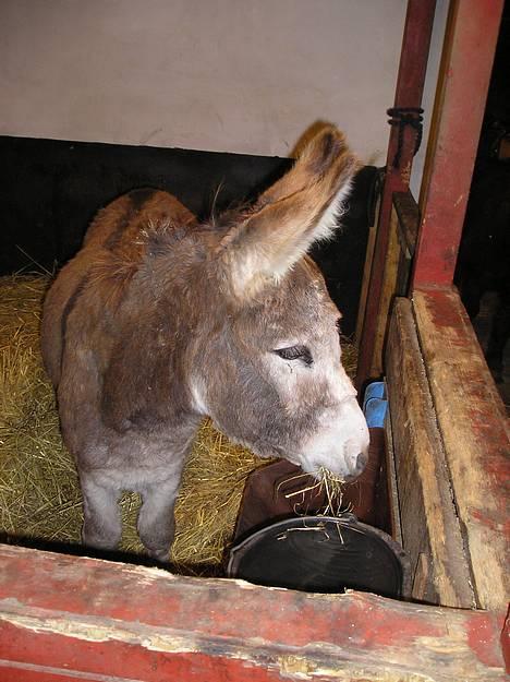 Anden særlig race mogens billede 17