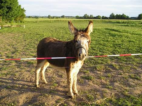 Anden særlig race mogens billede 18