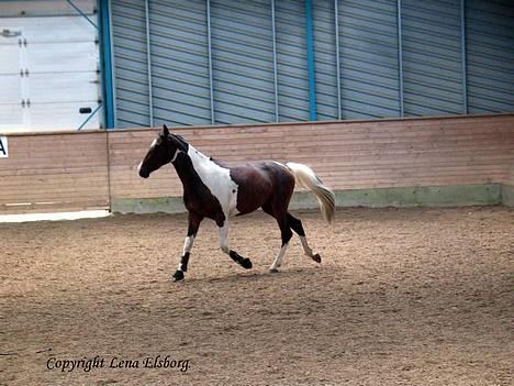 Pinto Indiana Rose #solgt# - NYT :: Se kan godt trave :) Indiana løs i hallen 23/6 2006 billede 3