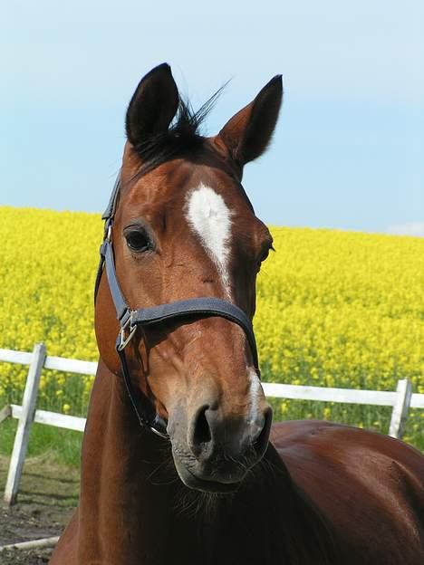 Trakehner Uniq Schwandro R.I.P. - Model, model og model billede 2