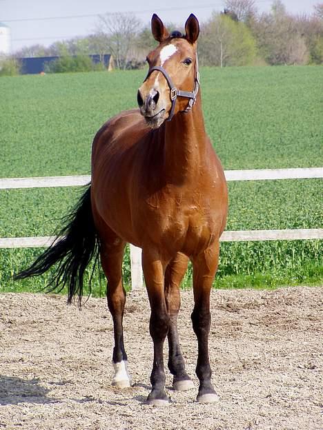 Trakehner Uniq Schwandro R.I.P. - Hvor er mine venner? billede 3