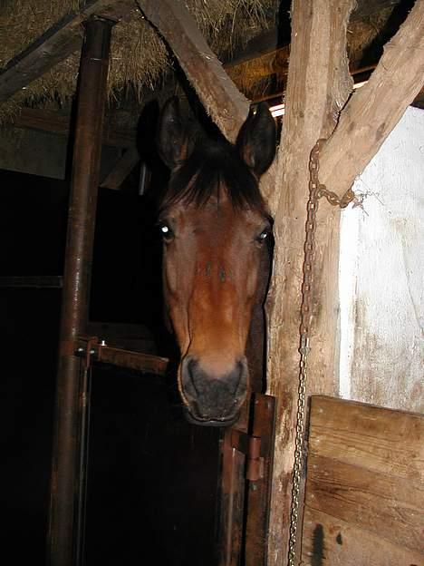 Dansk Varmblod Savannah - savannah i sin boks billede 6