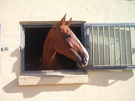 Hollandsk Varmblod (DV) Ulrike-Lien - RIP - I ribe til stævne billede 15