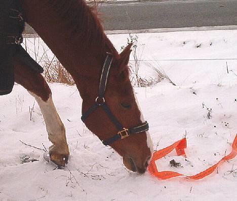 Hollandsk Varmblod (DV) Ulrike-Lien - RIP - hvad er dog det for noget orange noed??? billede 17