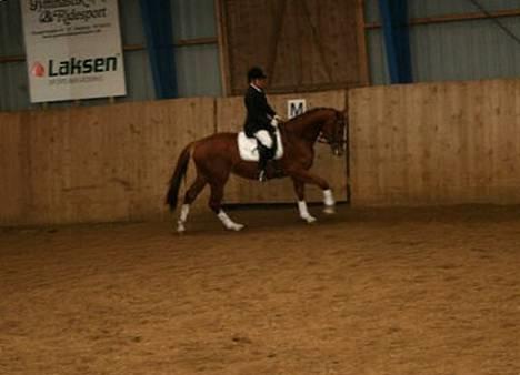 Hollandsk Varmblod (DV) Ulrike-Lien - RIP - LC3 i BSR billede 18