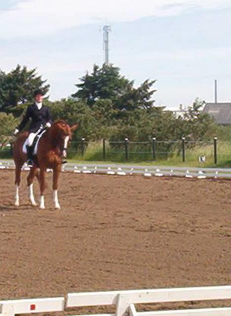 Hollandsk Varmblod (DV) Ulrike-Lien - RIP - ulrike i en fin parade i LB1 (som gav et 8-tal) billede 20