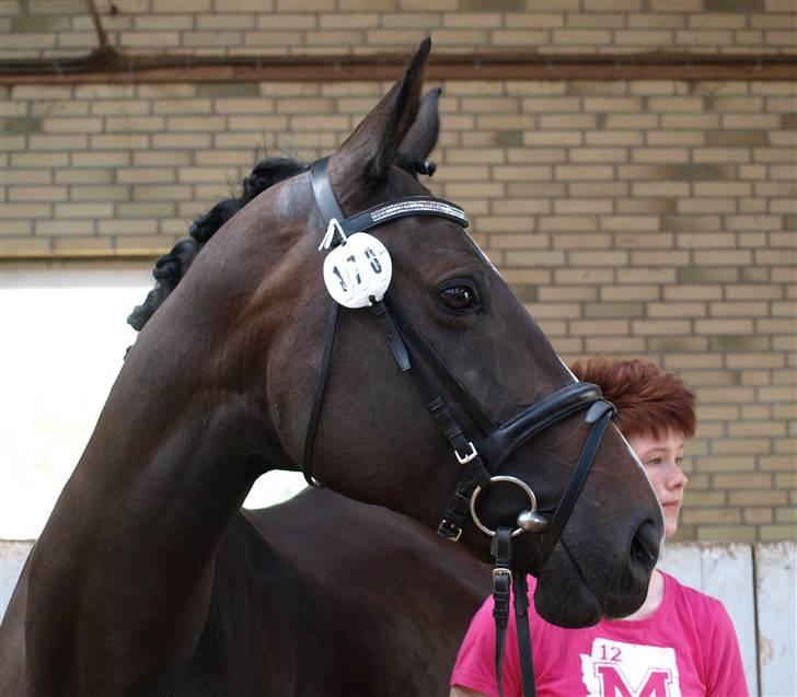 Dansk Varmblod Ny Snogdals Ataya  - Ataya juli 2009 billede 2