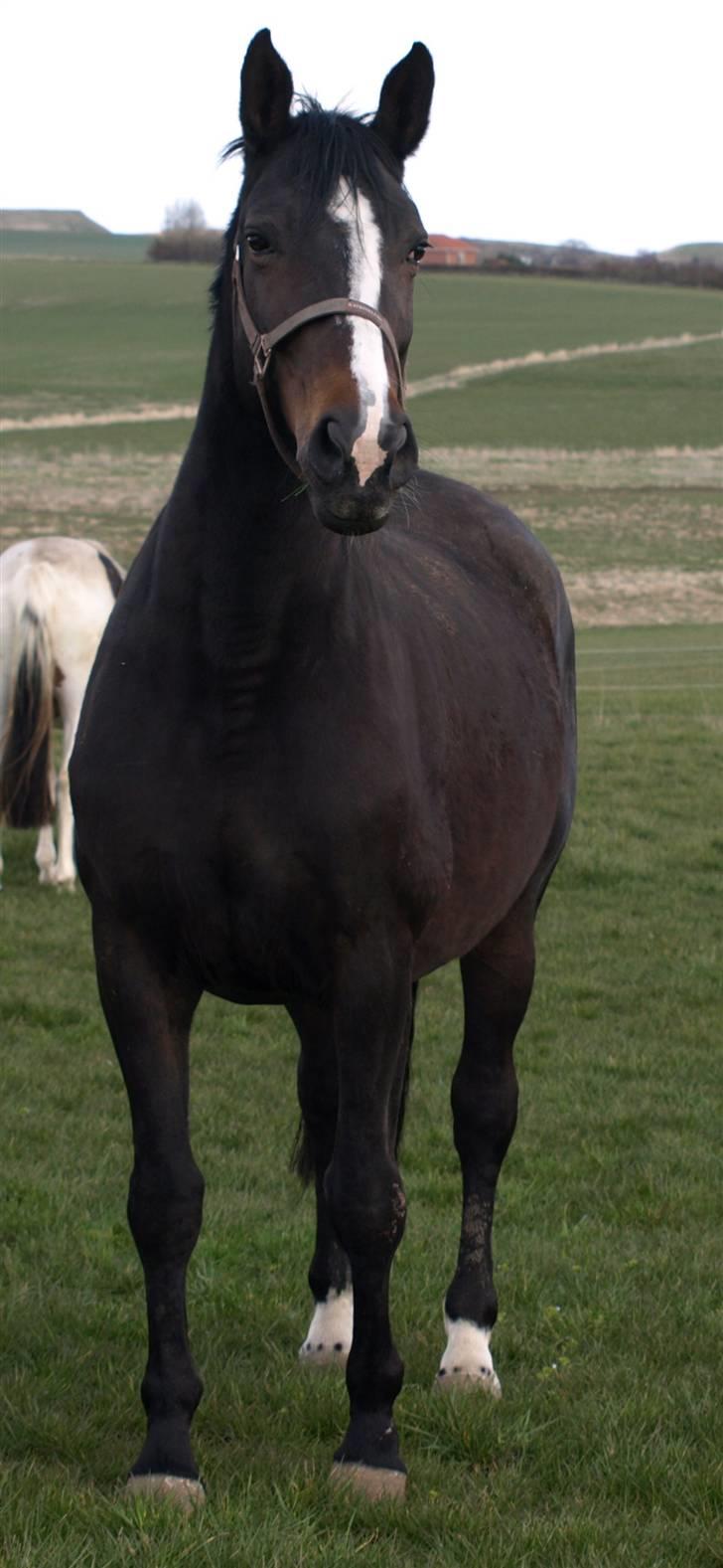 Dansk Varmblod Ny Snogdals Ataya  - Taysen:) billede 3