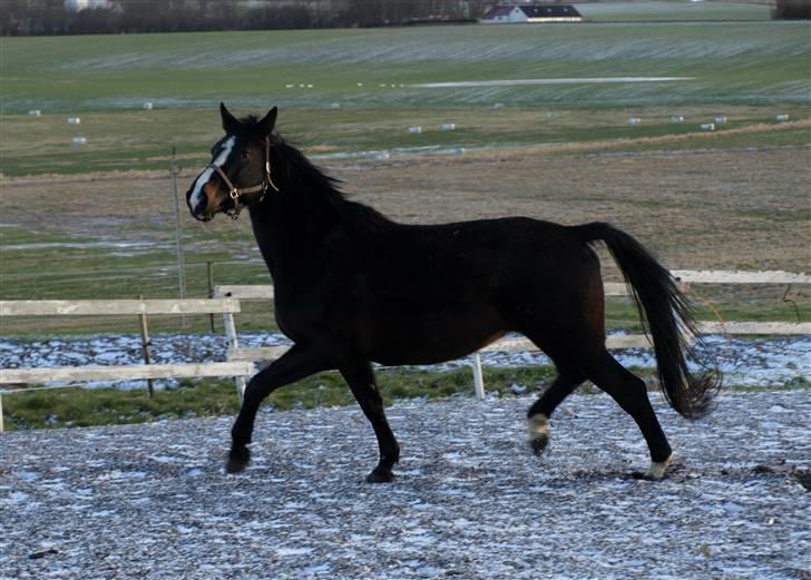 Dansk Varmblod Ny Snogdals Ataya  - Selvom man er drægtig i 10 måned kan man stadig godt løbe billede 4