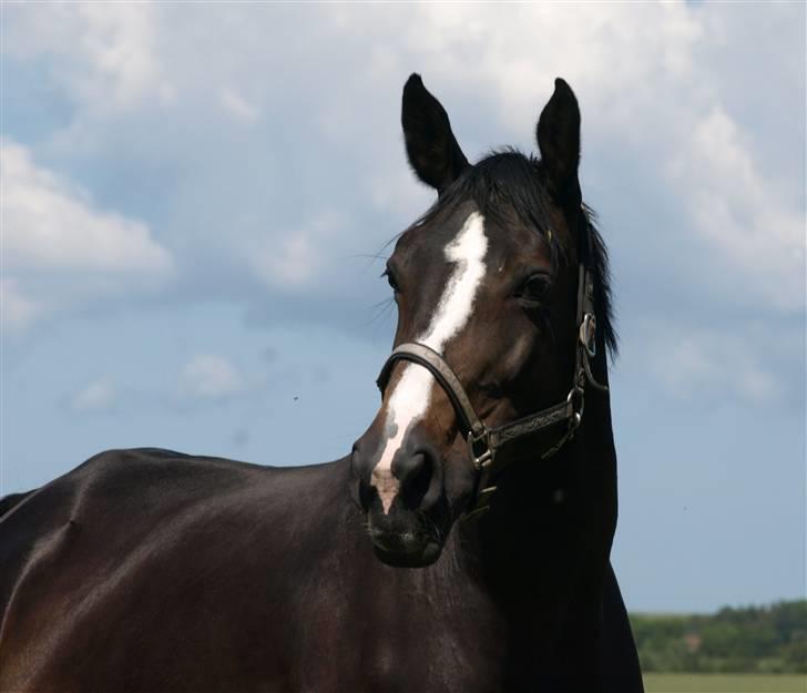 Dansk Varmblod Ny Snogdals Ataya  - Taysen juni 09 billede 5