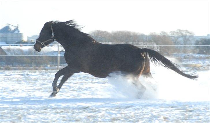 Dansk Varmblod Ny Snogdals Ataya  - November 2010 billede 6