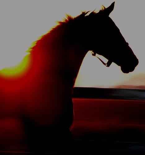 Trakehner Uniq Schwandro R.I.P. - Smuk solnedgang billede 4