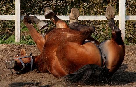 Trakehner Uniq Schwandro R.I.P. - Det er altid rart med en lille rulletur billede 5