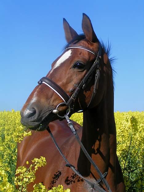 Trakehner Uniq Schwandro R.I.P. - Raps står faktisk godt til mig...  billede 6