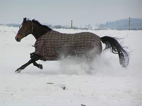 Trakehner Uniq Schwandro R.I.P. - Yeah!!!!! Sne billede 7