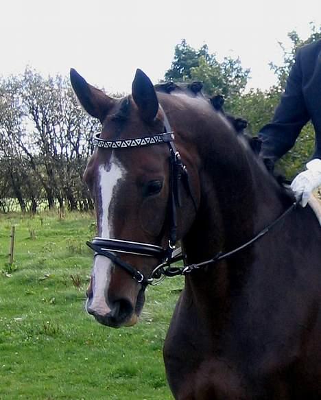 Dansk Varmblod Dinétt Stengaard *SOLGT* - min søde hest, til stævne billede 3