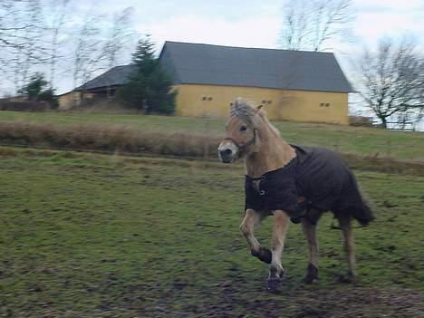 Fjordhest sabine billede 2
