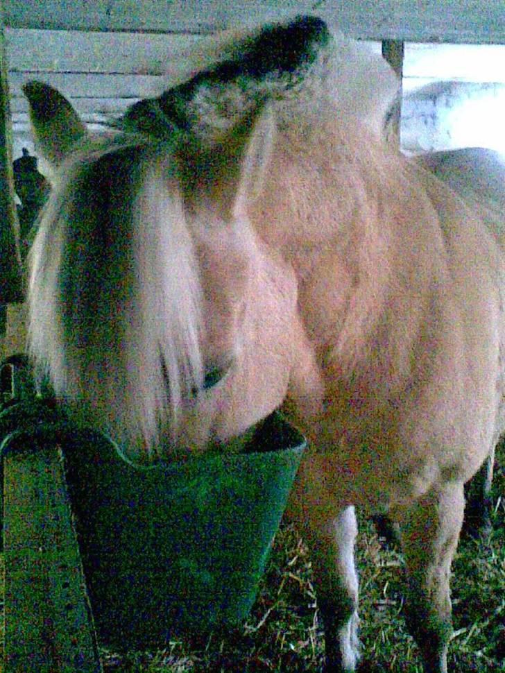 Fjordhest sabine - maddd billede 3