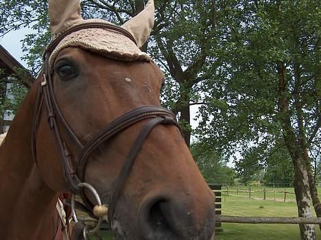 Holstener A. K´s Lasall 36 billede 9