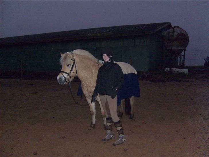 Fjordhest sabine billede 4
