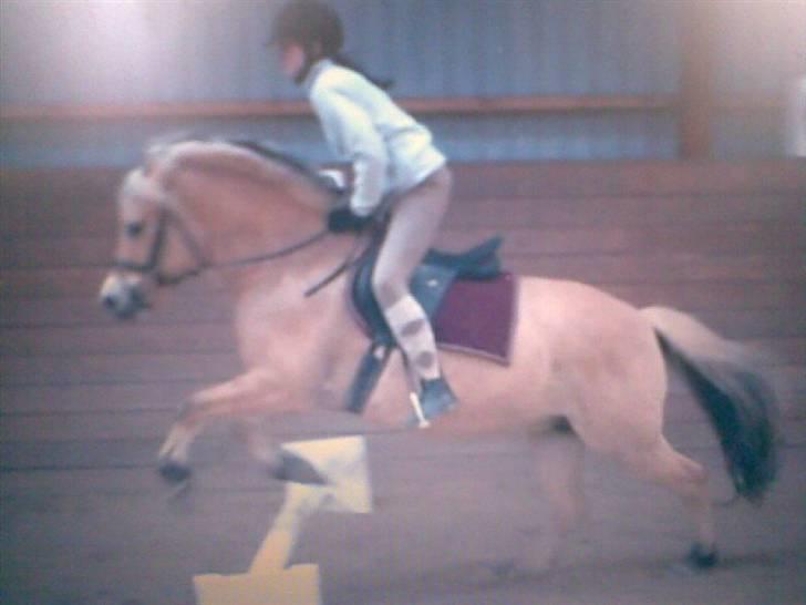 Fjordhest sabine - dårlig kvalitet ja. fra video billede 5