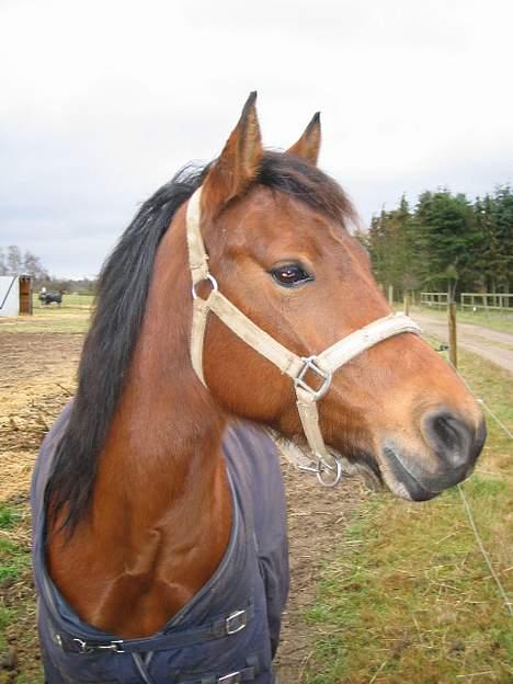 Anden særlig race Musty - min fotogene dame !  billede 9