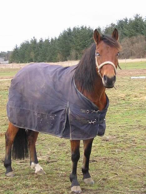 Anden særlig race Musty - skumle øjne , men ellers flot synes jeg .. billede 11