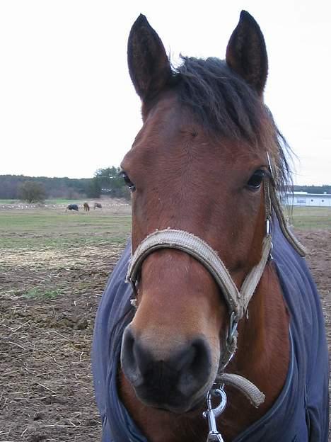 Anden særlig race Musty - hun ser så kær ud her ;D billede 12