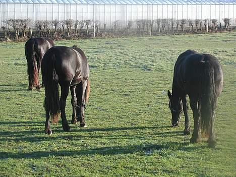 Frieser Loke af Friesergaarden billede 9