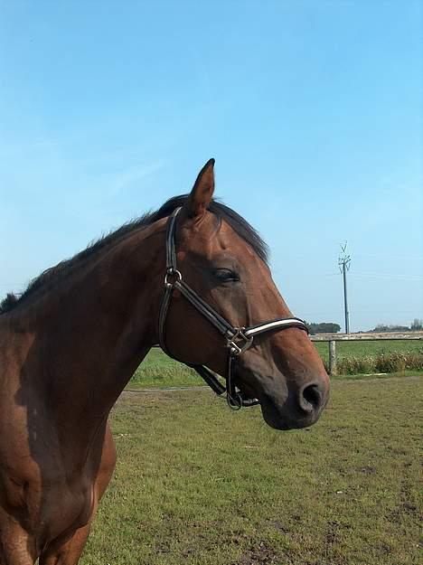 Holstener A. K´s Lasall 36 billede 12