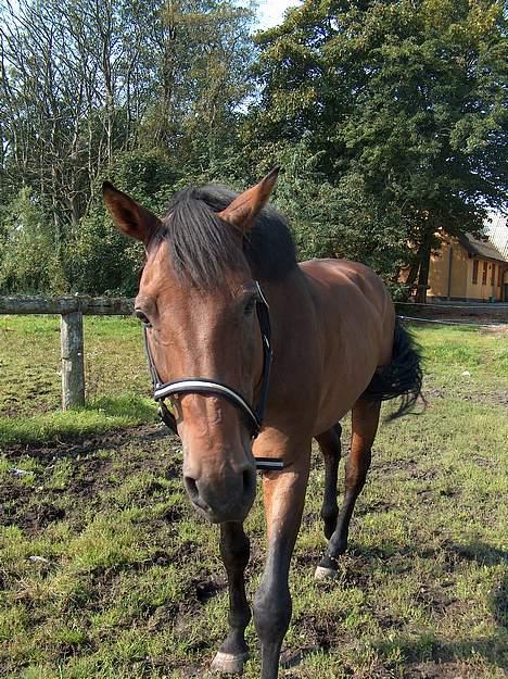 Holstener A. K´s Lasall 36 billede 13