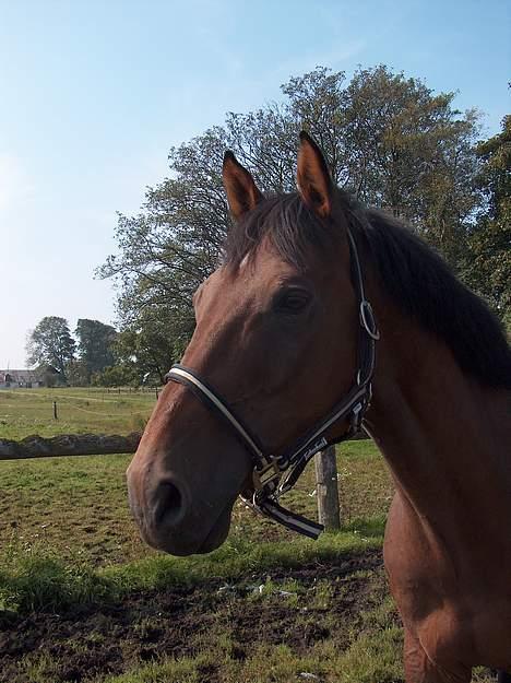 Holstener A. K´s Lasall 36 billede 14