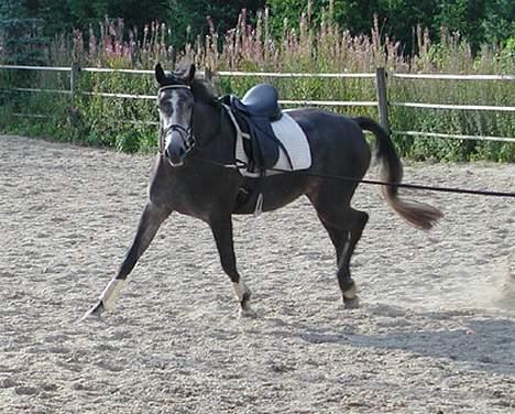 Sportsaraber (A) Snehvide - Snehvide laver akrobatiske øvelser i longen :-) billede 10