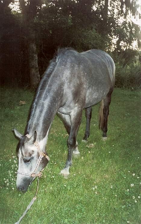 Sportsaraber (A) Snehvide - Snehvide nyder græsset i skumringen en sensommer aften.. billede 12
