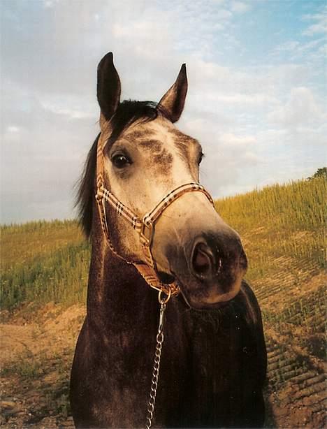 Sportsaraber (A) Snehvide - Snehvide en sommerdag 2005 billede 13