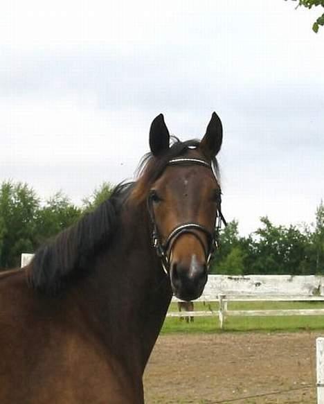 Dansk Varmblod Koh-I-Noor Graftebjerg - Det var dette billede jeg faldt for i salgsannoncen for hende da jeg købte hende i september 2005. Foto: Stutteri Graftebjerg billede 1