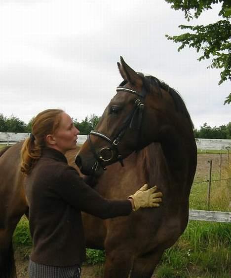 Dansk Varmblod Koh-I-Noor Graftebjerg - Her kan man rigtig se hendes smukke udtryksfulde hoved. Billedet er taget den første dag hun havde trense på hos hendes avlere på Stutteri Graftebjerg sammen med stutteriets faste rytter. billede 2