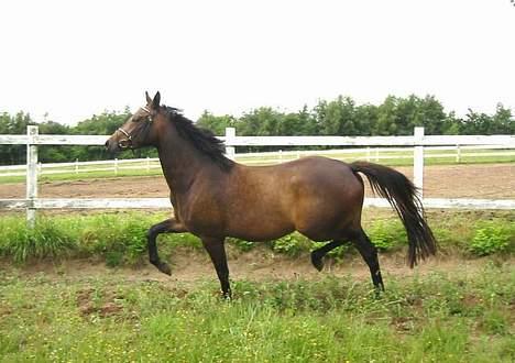 Dansk Varmblod Koh-I-Noor Graftebjerg - Her kan man rigtig se hendes haseaktion.. Foto: Stutteri Graftebjerg billede 3