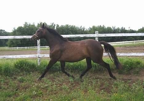 Dansk Varmblod Koh-I-Noor Graftebjerg - Koh-I-Noor ig trav i rotunden på Stutteri Graftebjerg sensommeren 2005. billede 4