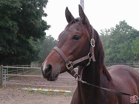 Dansk Varmblod Koh-I-Noor Graftebjerg - Koh-I-Noor hjemme på ridebanen efter en tur i longen. billede 5