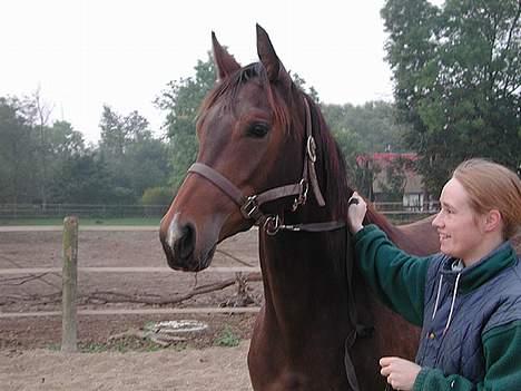 Dansk Varmblod Koh-I-Noor Graftebjerg - Er hun ikke smuk??? billede 6