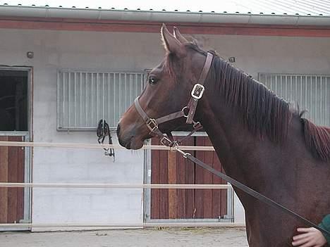 Dansk Varmblod Koh-I-Noor Graftebjerg - Hovsa - der sker noget udenfor ridebanen - det skal jeg da ikke gå glip af.... billede 7