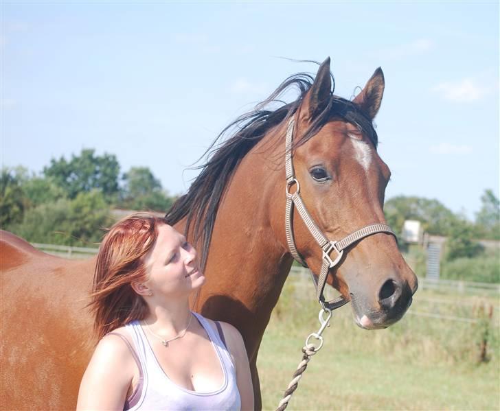 Arabisk fuldblod (OX) Antar El Karmdal *solgt* - :) Fotograf : Sandra Søs Fromberg :P billede 1