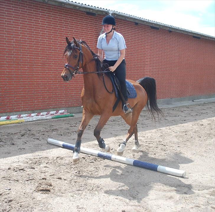 Arabisk fuldblod (OX) Antar El Karmdal *solgt* - Taget den 5/7-2010 af Sandra S. F ;) tak! .. Vi kan godt lide at springe bom;D billede 4