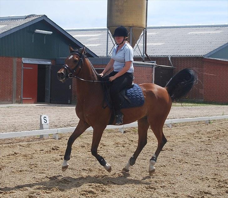 Arabisk fuldblod (OX) Antar El Karmdal *solgt* - Hopla :p .. fotograf: Sandra :) billede 6